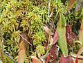 Sphagnum Brown's Lake Bog