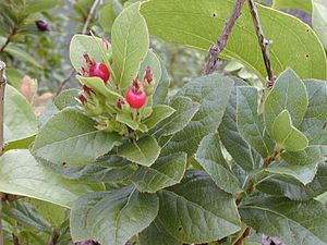 Starr 020925-0094 Vaccinium calycinum