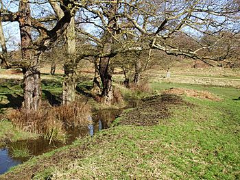 Sudbrook - Richmond Park.jpg