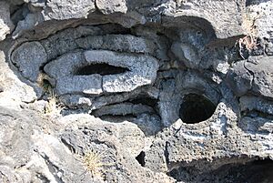 Takapuna Fossil Forest 4