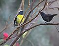 Two Bananaquits (4458804963)