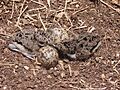 Vanellus indicus eggs and chicks