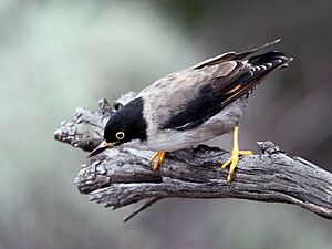 Varied Sittella female (5460381628).jpg