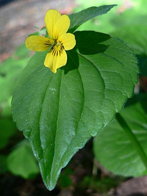 Viola glabella 06249