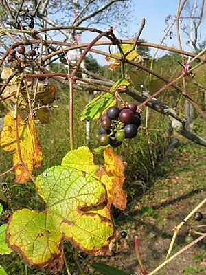 Vitis ficifolia 1.JPG