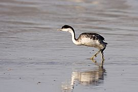 Western Grebe