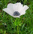 White-Anemone-coronaria-0011