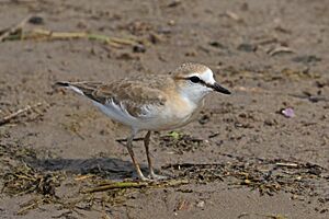 White-fronted plover (Charadrius marginatus) juvenile