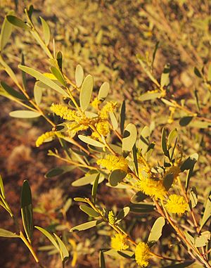 Witchetty flowers