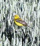 Yellow Wagtail (5811285648).jpg