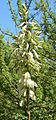 Yucca thompsoniana flowers