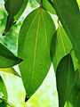 陰香 Cinnamomum burmannii 20210627102154 16