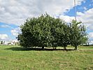 20130909Mirabelle Hockenheim.jpg