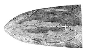 Acipenser naccarii head