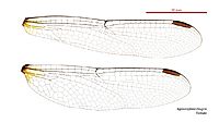 Agrionoptera insignis female wings (34242198493)