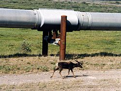 Alaska Pipeline and caribou