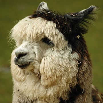 Alpaca headshot