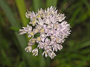 Amaryllidaceae - Allium strictum.JPG