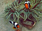 Amphiprion polymnus, pareja