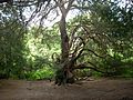 Ancient yew, Kingley Vale 33