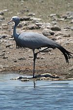 Anthropoides paradiseus -Etosha National Park, Namibia-8.jpg