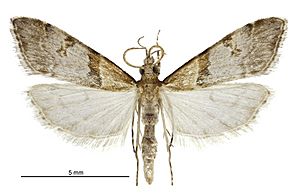 Antiscopa epicomia male.jpg