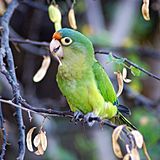 Aratinga canicularis -Costa Rica-8-2c