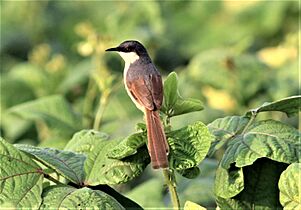 Ashy prinia near Chandigarh