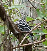 Black-and-white Warbler (Mniotilta varia), in Corkscrew Swamp Sanctuary