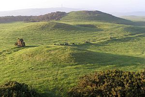 Bronkham Hill barrow cemetery, Dorset