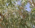 Bush coconut cluster