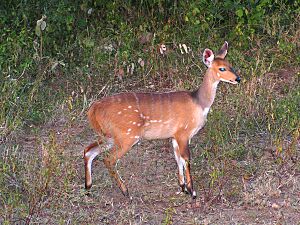 Bushbuck female.jpg