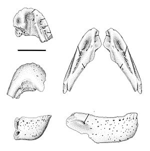 Caenagnathasia martinsoni.jpg