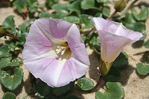 Calystegia soldanella 060524wb.jpg