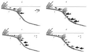 Changes-in-the-spatial-distribution-of-some-fish-species-in-the-littoral-sublittoral