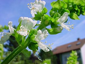 ChristianBauer stalk of basil.jpg