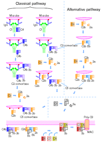 Complement-pathways