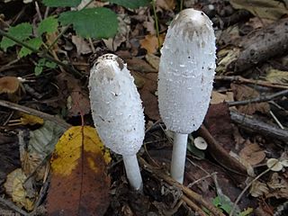 Coprinus comatus G4