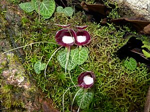 Corybas pictus (15936198372).jpg