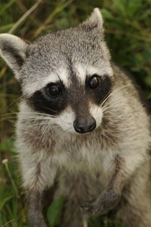 Cozumel Raccoon1