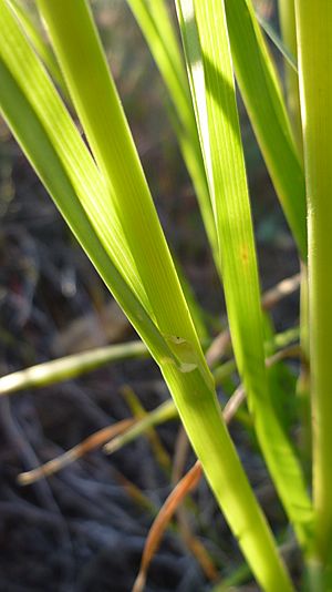 Dactylis glomerata stems and ligules