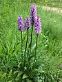 Dactylorhiza maculata (14361037131)