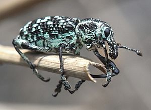 Diamond Weevil Side.JPG