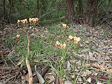 Diuris jonesii habit