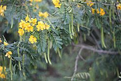 Droopy yellow flowers