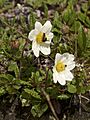 Dryas octopetala LC0327.jpg