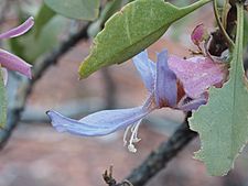 Eremophila flaccida (leaves and flowers)