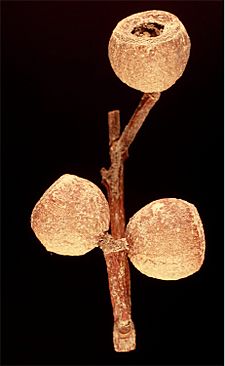 Eucalyptus erectifolia fruit