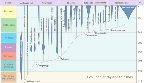 Evolution of ray-finned fish