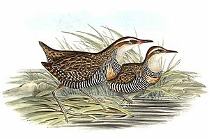 Gallirallus philippensis by John Gould